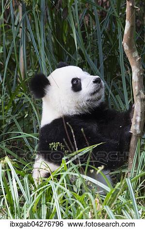 Riesenpanda, auch Grosser Panda (Ailuropoda melanoleuca), zwei Jahre, China Conservation and Research Center for the Giant Panda, Chengdu, Sichuan, China, Asien View Large Photo Image Stock Photograph - Riesenpanda, auch Grosser Panda (Ailuropoda melanoleuca), zwei Jahre, China Conservation and Research Center for the Giant Panda, Chengdu, Sichuan, China, Asien. Fotosearch