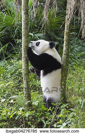 Stock Photography - Riesenpanda, auch Grosser Panda (Ailuropoda melanoleuca), zwei Jahre, China Conservation and Research Center for the Giant Panda, Chengdu, Sichuan, China, Asien. Fotosearch