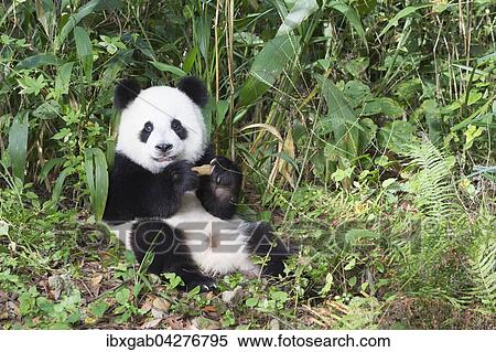 Riesenpanda, auch Grosser Panda (Ailuropoda melanoleuca), zwei Jahre, beim Ausruhen, China Conservation and Research Center for the Giant Panda, Chengdu, Sichuan, China, Asien View Large Photo Image Stock Photography - Riesenpanda, auch Grosser Panda (Ailuropoda melanoleuca), zwei Jahre, beim Ausruhen, China Conservation and Research Center for the Giant Panda, Chengdu, Sichuan, China, Asien. Fotosearch