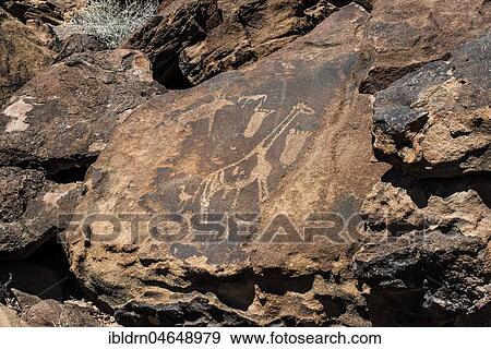 Rock engravings, Twyfelfontain, National Monument, Kunene District, Namibia, Twyfelfontein, Kunene District, Namibia, Africa View Large Photo Image Stock Photo - Rock engravings, Twyfelfontain, National Monument, Kunene District, Namibia, Twyfelfontein, Kunene District, Namibia, Africa. Fotosearch