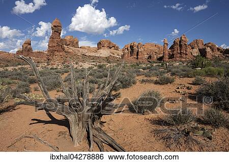 Rock Pinnacles, vorne abgestorbene Grannen-Kiefer (Pinus aristata), Bristlecone Pine, Arches National Park, Utah, USA, Nordamerika View Large Photo Image Stock Photograph - Rock Pinnacles, vorne abgestorbene Grannen-Kiefer (Pinus aristata), Bristlecone Pine, Arches National Park, Utah, USA, Nordamerika. Fotosearch