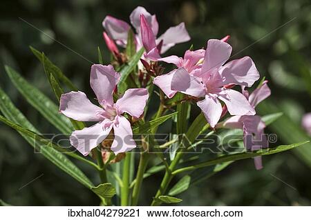 Rosa Blute des Oleander (Nerium oleander), Oleanderblute, Deutschland, Europa View Large Photo Image Stock Image - Rosa Blute des Oleander (Nerium oleander), Oleanderblute, Deutschland, Europa. Fotosearch