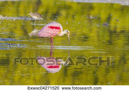 Rosaloffler (Ajaia ajaja), mit Spiegelung im Wasser, Ding Darling National Wildlife Refuge, Sanibel Island, Florida, USA, Nordamerika View Large Photo Image Stock Image - Rosaloffler (Ajaia ajaja), mit Spiegelung im Wasser, Ding Darling National Wildlife Refuge, Sanibel Island, Florida, USA, Nordamerika. Fotosearch