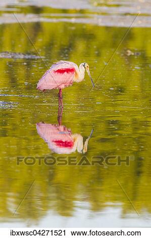 Stock Image - Rosaloffler (Ajaia ajaja), mit Spiegelung im Wasser, Ding Darling National Wildlife Refuge, Sanibel Island, Florida, USA, Nordamerika. Fotosearch