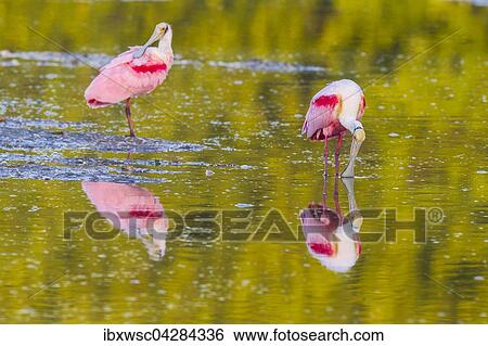 Rosaloffler (Ajaia ajaja), mit Spiegelung im Wasser, Ding Darling National Wildlife Refuge, Sanibel Island, Florida, USA, Nordamerika View Large Photo Image Stock Photograph - Rosaloffler (Ajaia ajaja), mit Spiegelung im Wasser, Ding Darling National Wildlife Refuge, Sanibel Island, Florida, USA, Nordamerika. Fotosearch