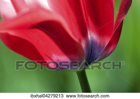 Rot-lila Tulpe (Tulipa sp. ), Deutschland, Europa View Large Photo Image Stock Image - Rot-lila Tulpe (Tulipa sp. ), Deutschland, Europa. Fotosearch