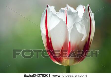 Stock Image - Rot-weisse Tulpe (Tulipa sp. ), Deutschland, Europa. Fotosearch
