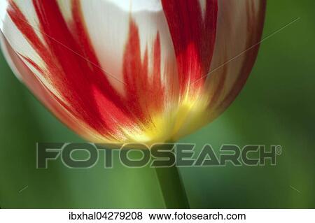 Rot-weisse Tulpe (Tulipa sp. ), Deutschland, Europa View Large Photo Image Stock Photo - Rot-weisse Tulpe (Tulipa sp. ), Deutschland, Europa. Fotosearch