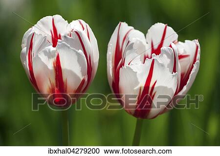 Rot-weisse Tulpen (Tulipa sp. ), Deutschland, Europa View Large Photo Image Stock Image - Rot-weisse Tulpen (Tulipa sp. ), Deutschland, Europa. Fotosearch