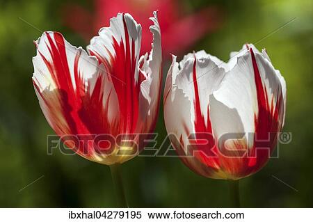 Rot-weisse Tulpen (Tulipa sp. ), Deutschland, Europa View Large Photo Image Stock Photography - Rot-weisse Tulpen (Tulipa sp. ), Deutschland, Europa. Fotosearch