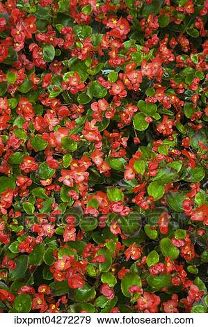 Rote Begonie (Begonia), Bayern, Deutschland, Europa View Large Photo Image Stock Photo - Rote Begonie (Begonia), Bayern, Deutschland, Europa. Fotosearch