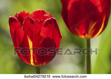 Rote Tulpen (Tulipa sp. ), Deutschland, Europa View Large Photo Image Stock Photo - Rote Tulpen (Tulipa sp. ), Deutschland, Europa. Fotosearch