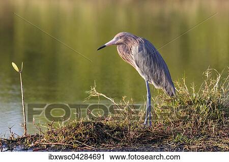 Rotelreiher (Egretta rufescens), Ding Darling National Wildlife Refuge, Sanibel Island, Florida, USA, Nordamerika View Large Photo Image Stock Image - Rotelreiher (Egretta rufescens), Ding Darling National Wildlife Refuge, Sanibel Island, Florida, USA, Nordamerika. Fotosearch