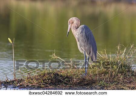 Rotelreiher (Egretta rufescens), Ding Darling National Wildlife Refuge, Sanibel Island, Florida, USA, Nordamerika View Large Photo Image Stock Image - Rotelreiher (Egretta rufescens), Ding Darling National Wildlife Refuge, Sanibel Island, Florida, USA, Nordamerika. Fotosearch