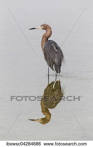 Stock Photograph - Rotelreiher (Egretta rufescens) im Wasser stehend mit Spiegelung, Ding Darling National Wildlife Refuge, Sanibel Island, Florida, USA, Nordamerika. Fotosearch