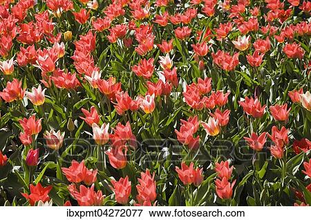 Stock Photo - Roten Tulpen (Tulopa), Blumenbeet im Fruhling, Quebec, Kanada, Nordamerika. Fotosearch