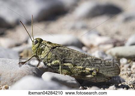 Rotfluglige Schnarrschrecke (Psophus stridulus), Kiesbank, Isar, Isarwinkel, Oberbayern, Bayern, Deutschland, Europa View Large Photo Image Stock Image - Rotfluglige Schnarrschrecke (Psophus stridulus), Kiesbank, Isar, Isarwinkel, Oberbayern, Bayern, Deutschland, Europa. Fotosearch