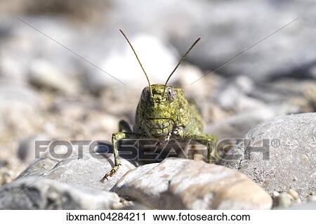 Rotfluglige Schnarrschrecke (Psophus stridulus), Kiesbank, Isar, Oberbayern, Bayern, Deutschland, Europa View Large Photo Image Stock Image - Rotfluglige Schnarrschrecke (Psophus stridulus), Kiesbank, Isar, Oberbayern, Bayern, Deutschland, Europa. Fotosearch
