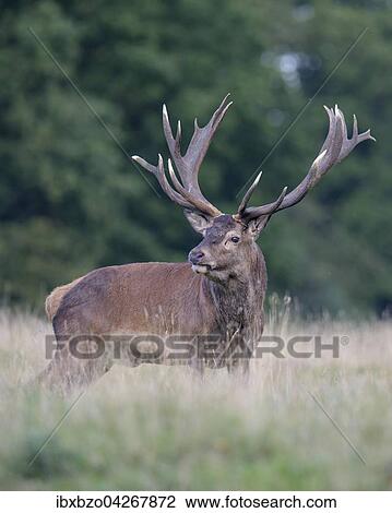Rothirsch (Cervus elaphus), alter Kapitaler Hirsch steht auf seiner Brunftwiese, Seeland, Danemark, Europa View Large Photo Image Stock Image - Rothirsch (Cervus elaphus), alter Kapitaler Hirsch steht auf seiner Brunftwiese, Seeland, Danemark, Europa. Fotosearch