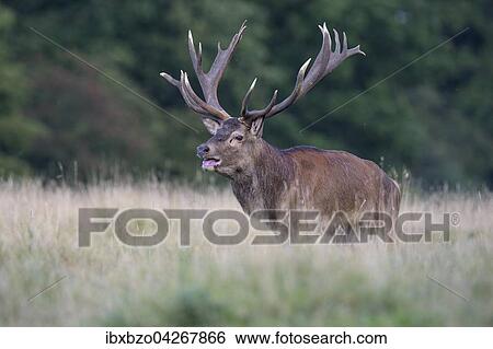 Rothirsch (Cervus elaphus), alter Kapitaler Hirsch steht auf seiner Brunftwiese, Seeland, Danemark, Europa View Large Photo Image Stock Photograph - Rothirsch (Cervus elaphus), alter Kapitaler Hirsch steht auf seiner Brunftwiese, Seeland, Danemark, Europa. Fotosearch