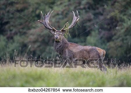 Rothirsch (Cervus elaphus), am Waldrand stehender kapitaler Hirsch, mit Gras im Geweih, Seeland, Danemark, Europa View Large Photo Image Picture - Rothirsch (Cervus elaphus), am Waldrand stehender kapitaler Hirsch, mit Gras im Geweih, Seeland, Danemark, Europa. Fotosearch