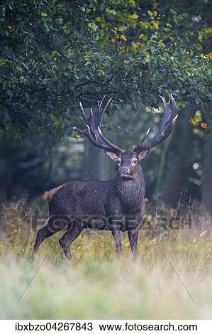 Rothirsch (Cervus elaphus), am Waldrand stehender kapitaler Hirsch im Nebel, Seeland, Danemark, Europa View Large Photo Image Stock Image - Rothirsch (Cervus elaphus), am Waldrand stehender kapitaler Hirsch im Nebel, Seeland, Danemark, Europa. Fotosearch