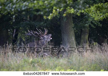 Stock Photo - Rothirsch (Cervus elaphus), am Waldrand rohrender kapitaler Hirsch, Seeland, Danemark, Europa. Fotosearch
