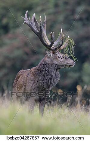 Rothirsch (Cervus elaphus), am Waldrand stehender kapitaler Hirsch, mit Gras im Geweih, Seeland, Danemark, Europa View Large Photo Image Stock Photo - Rothirsch (Cervus elaphus), am Waldrand stehender kapitaler Hirsch, mit Gras im Geweih, Seeland, Danemark, Europa. Fotosearch