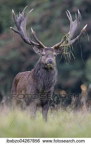 Rothirsch (Cervus elaphus), am Waldrand stehender kapitaler Hirsch, mit Gras im Geweih, Seeland, Danemark, Europa View Large Photo Image Stock Photograph - Rothirsch (Cervus elaphus), am Waldrand stehender kapitaler Hirsch, mit Gras im Geweih, Seeland, Danemark, Europa. Fotosearch