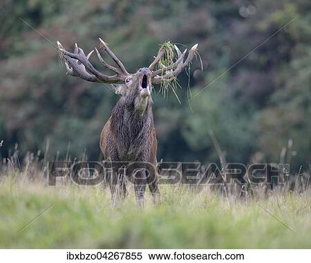 Rothirsch (Cervus elaphus), am Waldrand rohrender kapitaler Hirsch, mit Gras im Geweih, Seeland, Danemark, Europa View Large Photo Image Stock Photography - Rothirsch (Cervus elaphus), am Waldrand rohrender kapitaler Hirsch, mit Gras im Geweih, Seeland, Danemark, Europa. Fotosearch