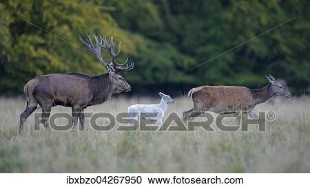 Rothirsch (Cervus elaphus), Familie mit weissem Kalb, Seeland, Danemark, Europa View Large Photo Image Stock Image - Rothirsch (Cervus elaphus), Familie mit weissem Kalb, Seeland, Danemark, Europa. Fotosearch