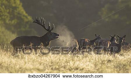 Rothirsch (Cervus elaphus), Hirsch im Gegenlicht mit sichtbarem Atem nach kalter Nacht umgeben von seinem Rudel, Nebelstimmung, Seeland, Danemark, Europa View Large Photo Image Picture - Rothirsch (Cervus elaphus), Hirsch im Gegenlicht mit sichtbarem Atem nach kalter Nacht umgeben von seinem Rudel, Nebelstimmung, Seeland, Danemark, Europa. Fotosearch