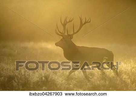 Rothirsch (Cervus elaphus), Hirsch im ersten Licht mit taunasser Wiese und Nebel, Nebelstimmung, Seeland, Danemark, Europa View Large Photo Image Stock Image - Rothirsch (Cervus elaphus), Hirsch im ersten Licht mit taunasser Wiese und Nebel, Nebelstimmung, Seeland, Danemark, Europa. Fotosearch