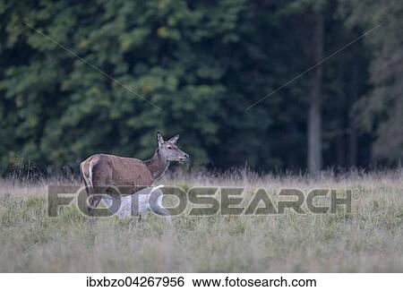 Rothirsch (Cervus elaphus), Hirschkuh, Alttier, braune Morphe saugt weisses Kalb, Seeland, Danemark, Europa View Large Photo Image Stock Photograph - Rothirsch (Cervus elaphus), Hirschkuh, Alttier, braune Morphe saugt weisses Kalb, Seeland, Danemark, Europa. Fotosearch