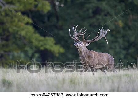 Rothirsch (Cervus elaphus), kapitaler Hirsch, Imponiergehabe, Seeland, Danemark, Europa View Large Photo Image Stock Image - Rothirsch (Cervus elaphus), kapitaler Hirsch, Imponiergehabe, Seeland, Danemark, Europa. Fotosearch