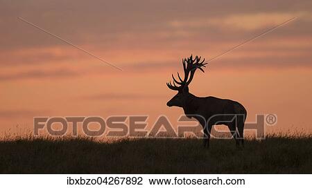 Rothirsch (Cervus elaphus), kapitaler Hirsch im letzten Licht, Silhouette, roter Himmel, Sonnenuntergang, Seeland, Danemark, Europa View Large Photo Image Stock Image - Rothirsch (Cervus elaphus), kapitaler Hirsch im letzten Licht, Silhouette, roter Himmel, Sonnenuntergang, Seeland, Danemark, Europa. Fotosearch