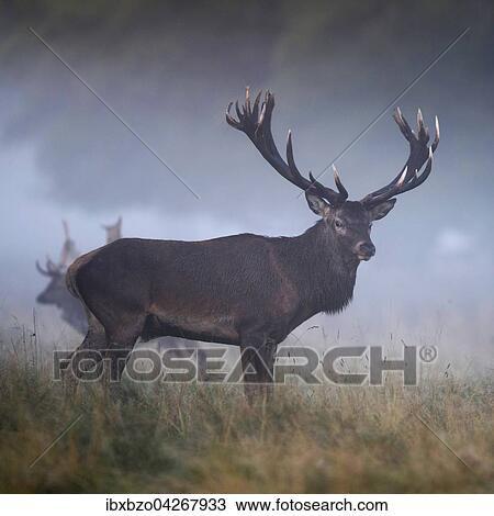 Stock Image - Rothirsch (Cervus elaphus), kapitaler Hirsch auf seiner Brunftwiese im Nebel, mit Damhirsch (Dama dama), Seeland, Danemark, Europa. Fotosearch