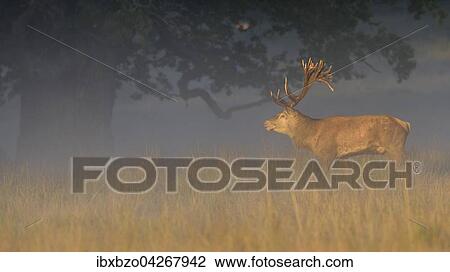 Stock Image - Rothirsch (Cervus elaphus), kapitaler Hirsch auf seiner Brunftwiese im Morgenlicht mit Nebel, Nebelstimmung, Seeland, Danemark, Europa. Fotosearch