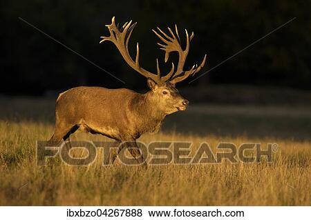 Rothirsch (Cervus elaphus), kapitaler Hirsch im letzten Licht, Seeland, Danemark, Europa View Large Photo Image Stock Photo - Rothirsch (Cervus elaphus), kapitaler Hirsch im letzten Licht, Seeland, Danemark, Europa. Fotosearch
