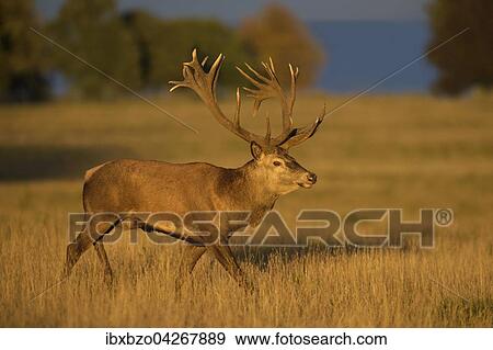 Stock Photo - Rothirsch (Cervus elaphus), kapitaler Hirsch im letzten Licht, hinten Ostsee, Oresund, Seeland, Danemark, Europa. Fotosearch