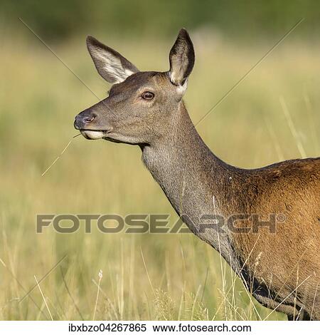 Rothirsch (Cervus elaphus), Portrait einer Hirschkuh, Alttier, Seeland, Danemark, Europa View Large Photo Image Stock Photography - Rothirsch (Cervus elaphus), Portrait einer Hirschkuh, Alttier, Seeland, Danemark, Europa. Fotosearch