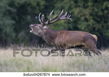 Rothirsch (Cervus elaphus), rohrender Kapitaler Hirsch, Seeland, Danemark, Europa View Large Photo Image Picture - Rothirsch (Cervus elaphus), rohrender Kapitaler Hirsch, Seeland, Danemark, Europa. Fotosearch