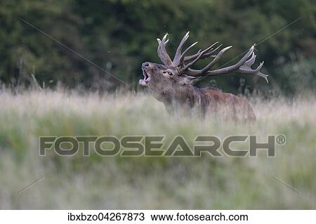 Rothirsch (Cervus elaphus), rohrender Kapitaler Hirsch, Seeland, Danemark, Europa View Large Photo Image Stock Image - Rothirsch (Cervus elaphus), rohrender Kapitaler Hirsch, Seeland, Danemark, Europa. Fotosearch