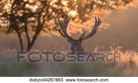 Rothirsch (Cervus elaphus), ruhender kapitaler Hirsch bei Sonnenuntergang, Seeland, Danemark, Europa View Large Photo Image Stock Image - Rothirsch (Cervus elaphus), ruhender kapitaler Hirsch bei Sonnenuntergang, Seeland, Danemark, Europa. Fotosearch
