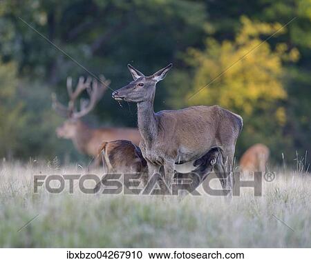 Rothirsch (Cervus elaphus), saugende Hirschkuh, mit Platzhirsch, Seeland, Danemark, Europa View Large Photo Image Stock Image - Rothirsch (Cervus elaphus), saugende Hirschkuh, mit Platzhirsch, Seeland, Danemark, Europa. Fotosearch
