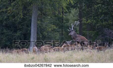 Rothirsch (Cervus elaphus), Brunfthirsch beim Hirschsprung, Seeland, Danemark, Europa View Large Photo Image Stock Image - Rothirsch (Cervus elaphus), Brunfthirsch beim Hirschsprung, Seeland, Danemark, Europa. Fotosearch