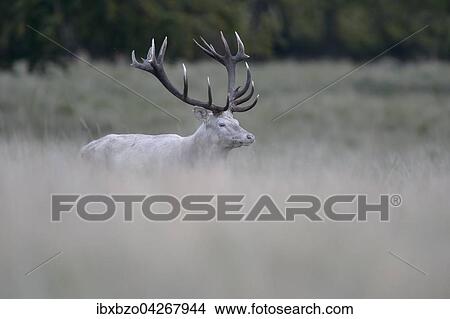 Rothirsch (Cervus elaphus), weisse Morphe, auf einer Waldwiese stehend, Seeland, Danemark, Europa View Large Photo Image Picture - Rothirsch (Cervus elaphus), weisse Morphe, auf einer Waldwiese stehend, Seeland, Danemark, Europa. Fotosearch