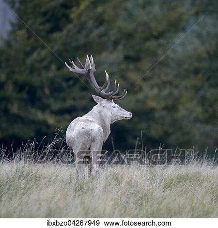 Stock Photo - Rothirsch (Cervus elaphus), weisse Morphe, auf einer Waldwiese stehend, Seeland, Danemark, Europa. Fotosearch