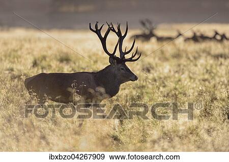 Rothirsch (Cervus elaphus), zwei kapitale Hirsche mit Kahlwildrudel im Gegenlicht auf taunasser Wiese, Seeland, Danemark, Europa View Large Photo Image Stock Photo - Rothirsch (Cervus elaphus), zwei kapitale Hirsche mit Kahlwildrudel im Gegenlicht auf taunasser Wiese, Seeland, Danemark, Europa. Fotosearch