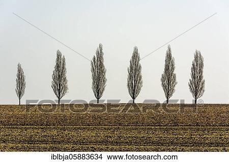 Row of trees in a field, Puy de Dome department, Auvergne-Rhone-Alpes, France, Europe View Large Photo Image Picture - Row of trees in a field, Puy de Dome department, Auvergne-Rhone-Alpes, France, Europe. Fotosearch